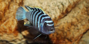 Cynotilapia Zebroides 'Chiwindi'